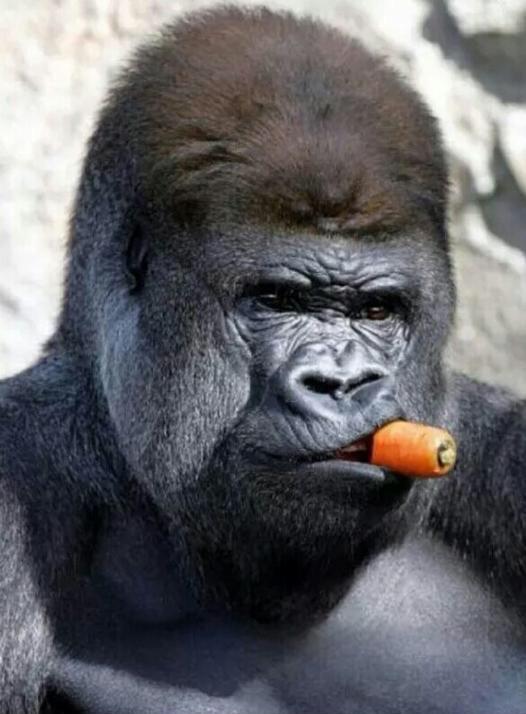 Silverback gorilla eating a carrot.