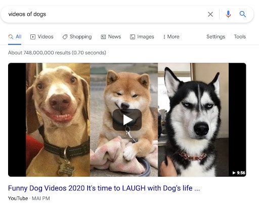 An example of video search results for "videos of dogs."